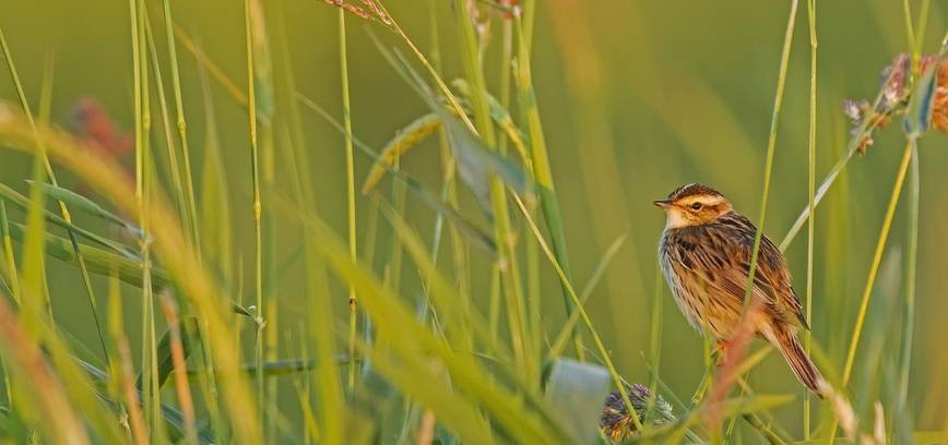 24. „Paukščių takai“