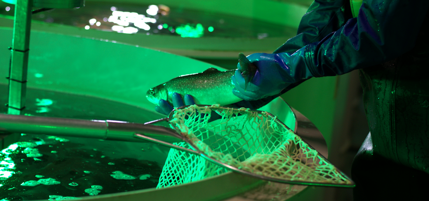 25. Žuvininkystė ir edukacinė programa „Strykis – nelegalus žuvų turgus“