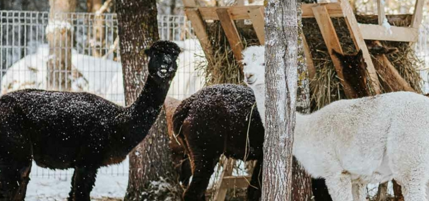 TOP 10 ŽIEMOS PRAMOGOS KLAIPĖDOS RAJONE