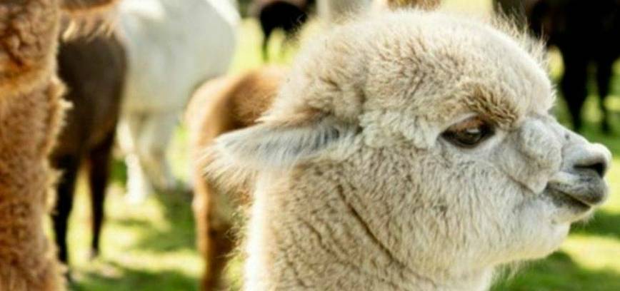 ŠV. VELYKOS KLAIPĖDOS RAJONE