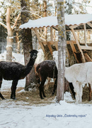 TOP 10 ŽIEMOS PRAMOGOS KLAIPĖDOS RAJONE