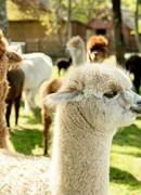 ŠV. VELYKOS KLAIPĖDOS RAJONE